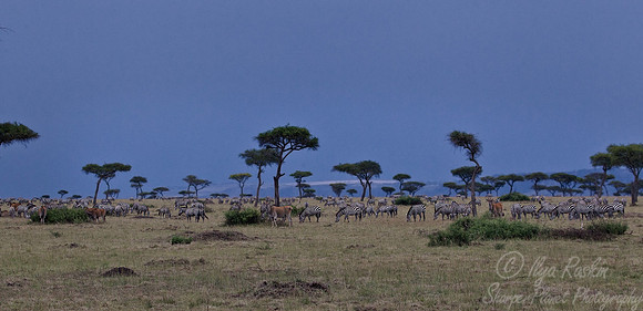 048 Plain Zebras  (Equus quagga) - Masai Mara Kenya