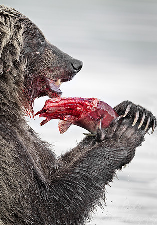 021 Brown Bear (Ursus arctos) - Kamchatka Russia