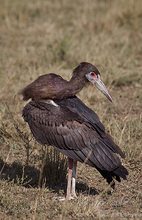 120  Abdims Stork (Ciconia abdimii) - Masai Mara Kenya