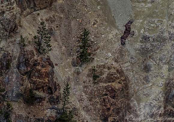 129 Yellowstone NP