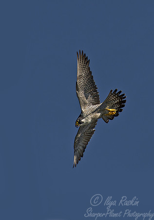 206 Peregrine Falcon (Falco peregrinus) - MD
