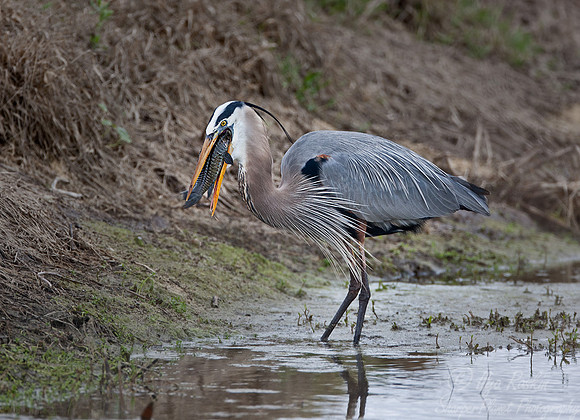 107 Great Blue Heron (Ardea herodias) FL