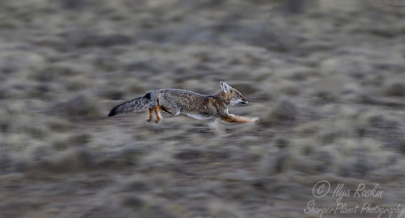 126 South American Gray Fox (Lycalopex griseus) Patagonia Chile