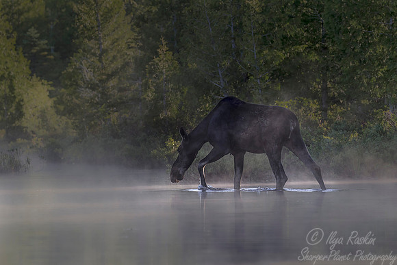 188 Moose (Alces alces) - ME