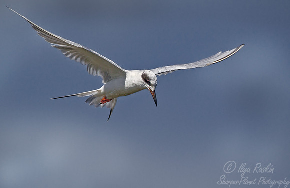 132 Forster's Tern (Sterna forsteri) - NJ