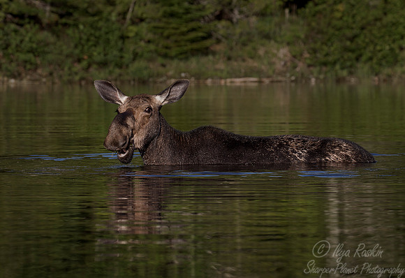 186 Moose (Alces alces) - ME