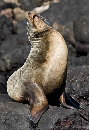 015_Galapagos Sea Lion_Ecuador