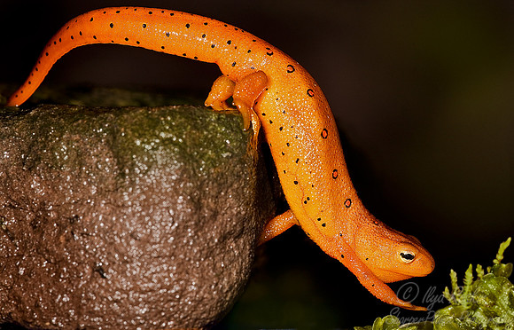 011_Red-spotted Newt