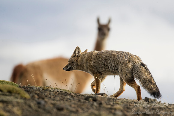 130 South American Gray Fox (Lycalopex griseus) Patagonia Chile