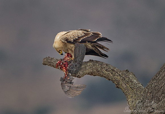 083 Tawny Eagle (Aquila rapax) - Masai Mara Kenya