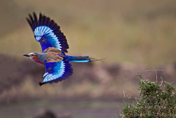 036 Lilac-breasted Roller (Coracias caudatus) Masai Mara Kenya