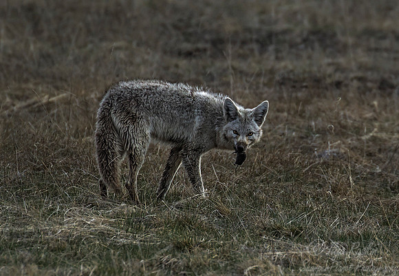 131 Coyote (Canis latrans) - Yellowstone NP