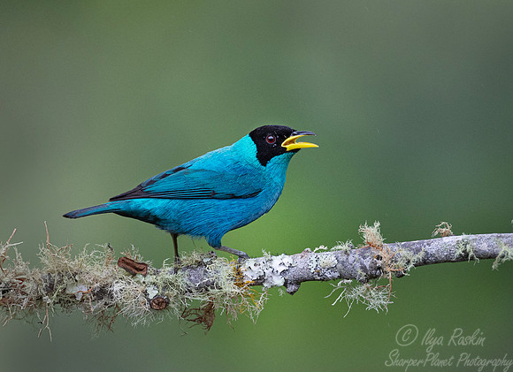 519 Green honeycreeper male (Chlorophanes spiza) - Colombia cloud forest