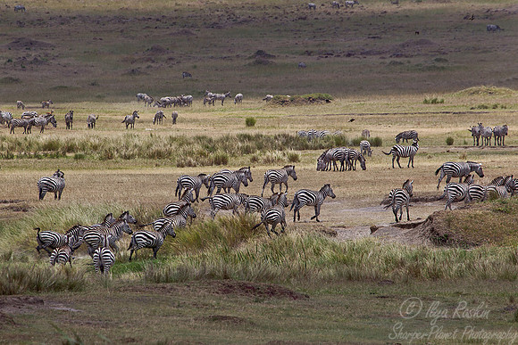 049 Plain Zebras  (Equus quagga) - Masai Mara Kenya
