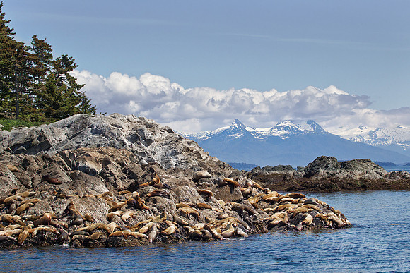 079 Steller Sea Lions (Eumetopias jubatus) - AK
