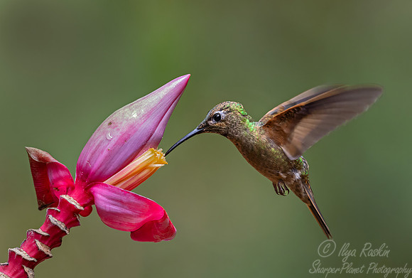 471 Fawn-breasted brilliant (Heliodoxa rubinoides) - Colombia cloud forest