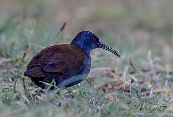087 Plumbeous Rail (Pardirallus sanguinolentus) Patagonia Chile