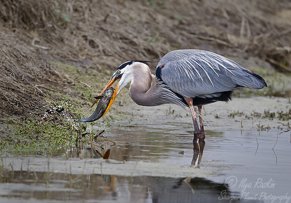106 Great Blue Heron (Ardea herodias) FL