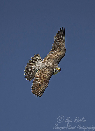 205 Peregrine Falcon (Falco peregrinus) - MD