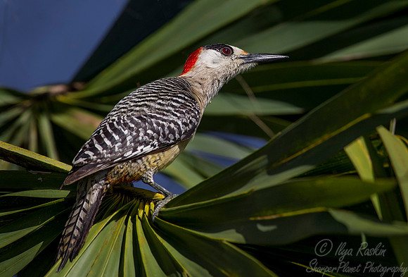 115 West Indian Woodpecker (Melanerpes superciliaris) - Cuba