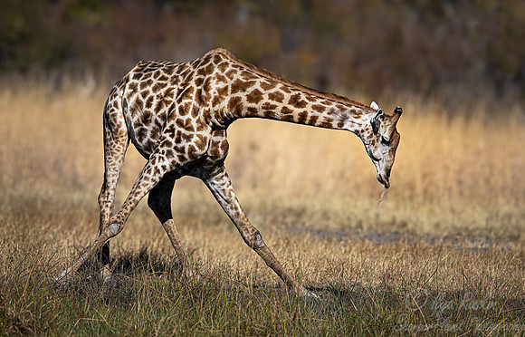 395 South African or Cape giraffe (Giraffa camelopardalis giraffa) - Botswana
