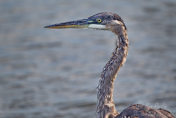 154 Great Blue Heron (Ardea herodias) - NJ