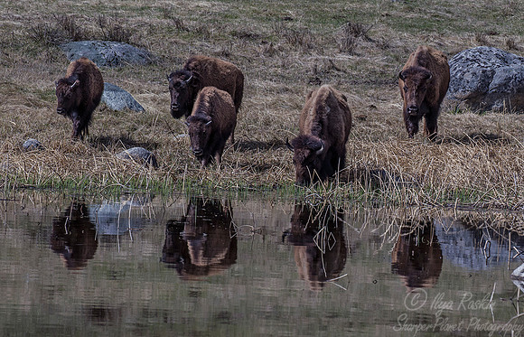 173 American Bisons (Bison bison) Yellowstone NP