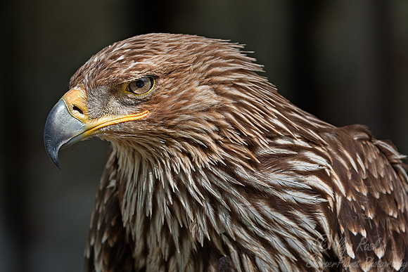 024 Golden Eagle (Aquila chrysaetos) - Kazakhstan