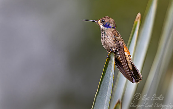 449 Brown violetear (Colibri delphinae) - Colombia cloud forest