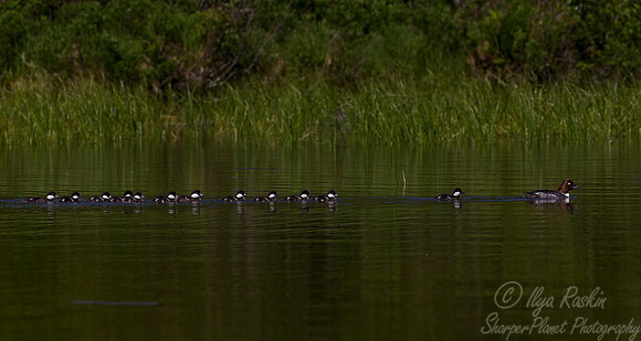 214 Common goldeneye (Bucephala clangula) - ME