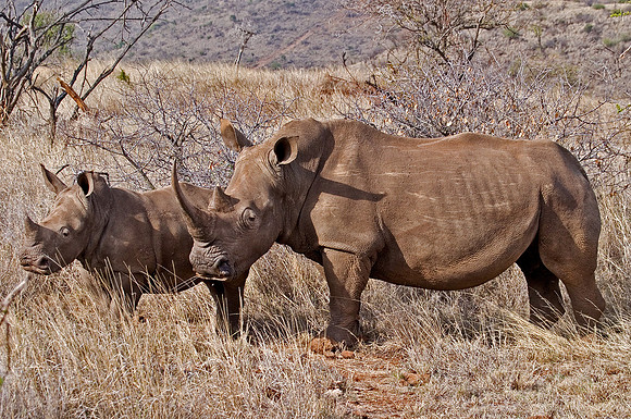 027_White Rhinoceroses_Kenya