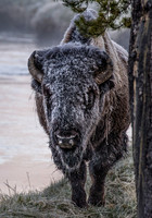 2016 Yellowstone