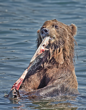034 Brown Bear (Ursus arctos) - Kamchatka Russia
