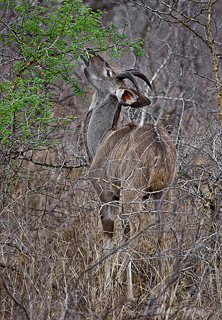 053_Nyala_male_South Africa