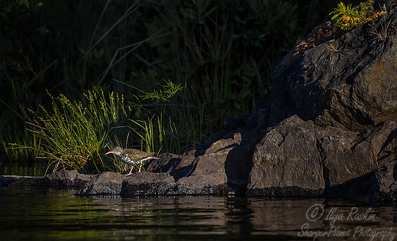 193 Spotted Sandpiper (Actitis macularius) - ME