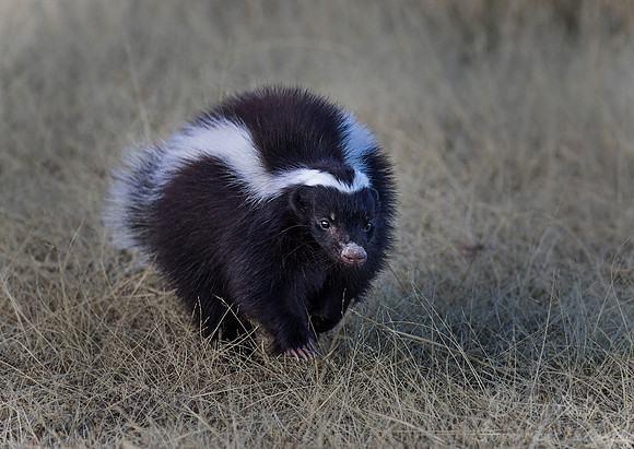 088 Humboldt's Hog-nosed Skunk (Conepatus humboldtii) Patagonia Argentina