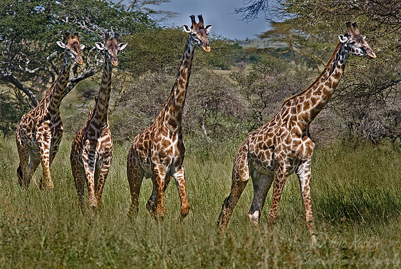 067_Giraffes_Tanzania