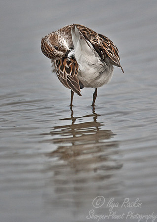 081 Semipalmated Sandpiper (Calidrus pusilla) - DE