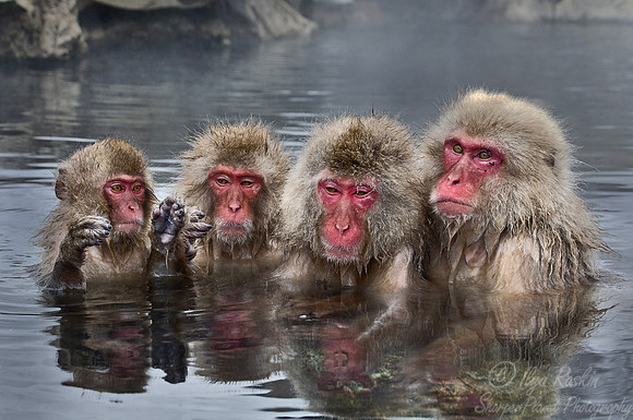 033 Japanese macaques (Snow monkeys)(Macaca fuscata) - Nagano Japan