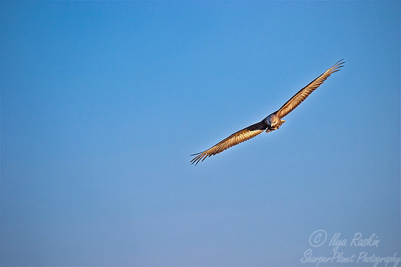 026 Towny Eagle - Kenya