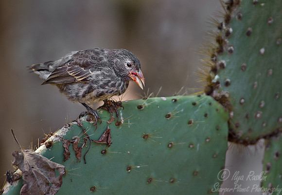 014 Common Cactus Finch (Geospiza scandens) Galapagos Ecuador