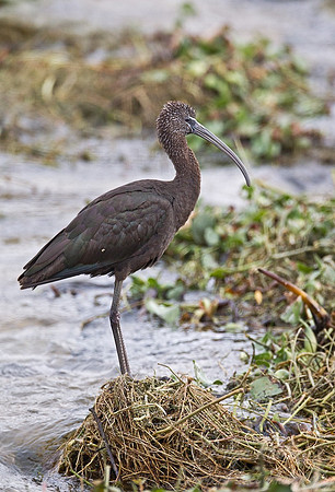 101 Glossy Ibis (Plegadis falcinellus) FL