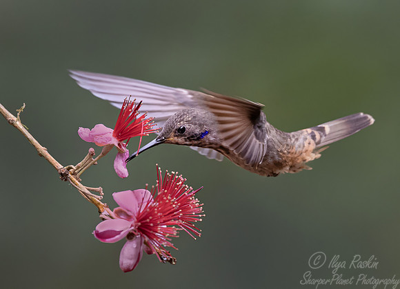 445 Brown violetear (Colibri delphinae) - Colombia cloud forest
