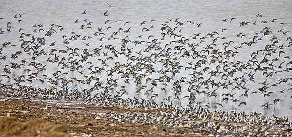 057 Flying Shorebirds - DE