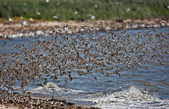 046 Shore birds in flight - DE