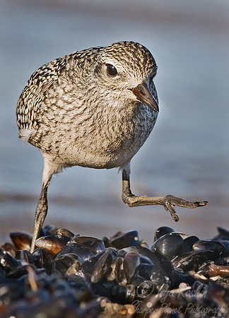 067 American Golden Plover - NJ