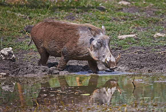 086_Common Warthog (Phacochoerus africanus)_Madikwe_S Africa
