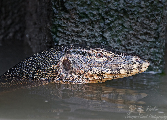 042_Water Monitor  (Varanus salvator)_Thailand