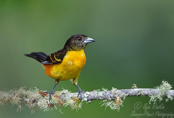 540 Fame-rumped tanager female (Ramphocelus flammigerus) - Colombia cloud forest