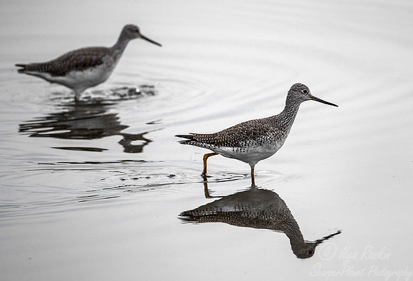 194 Greater yellowlegs (Tringa melanoleuca) - MD